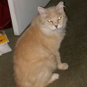 Meet your Posher, Donna